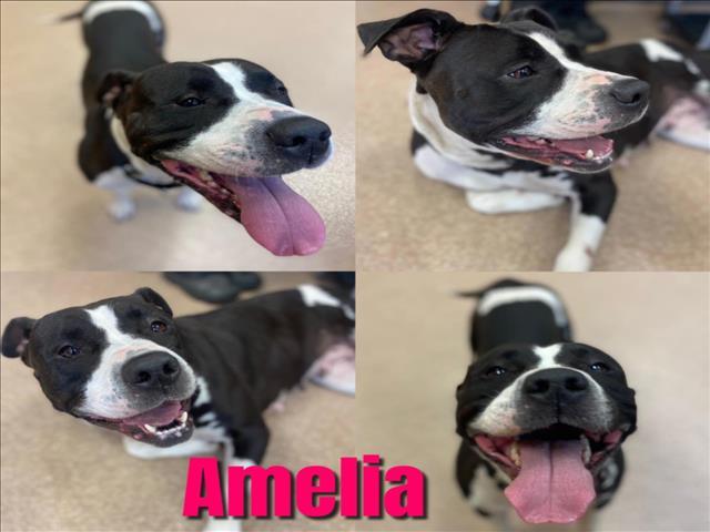 AMELIA, an adoptable Pit Bull Terrier in Saginaw, MI, 48602 | Photo Image 1