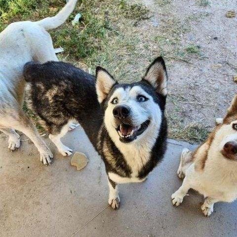 Sasha Husky