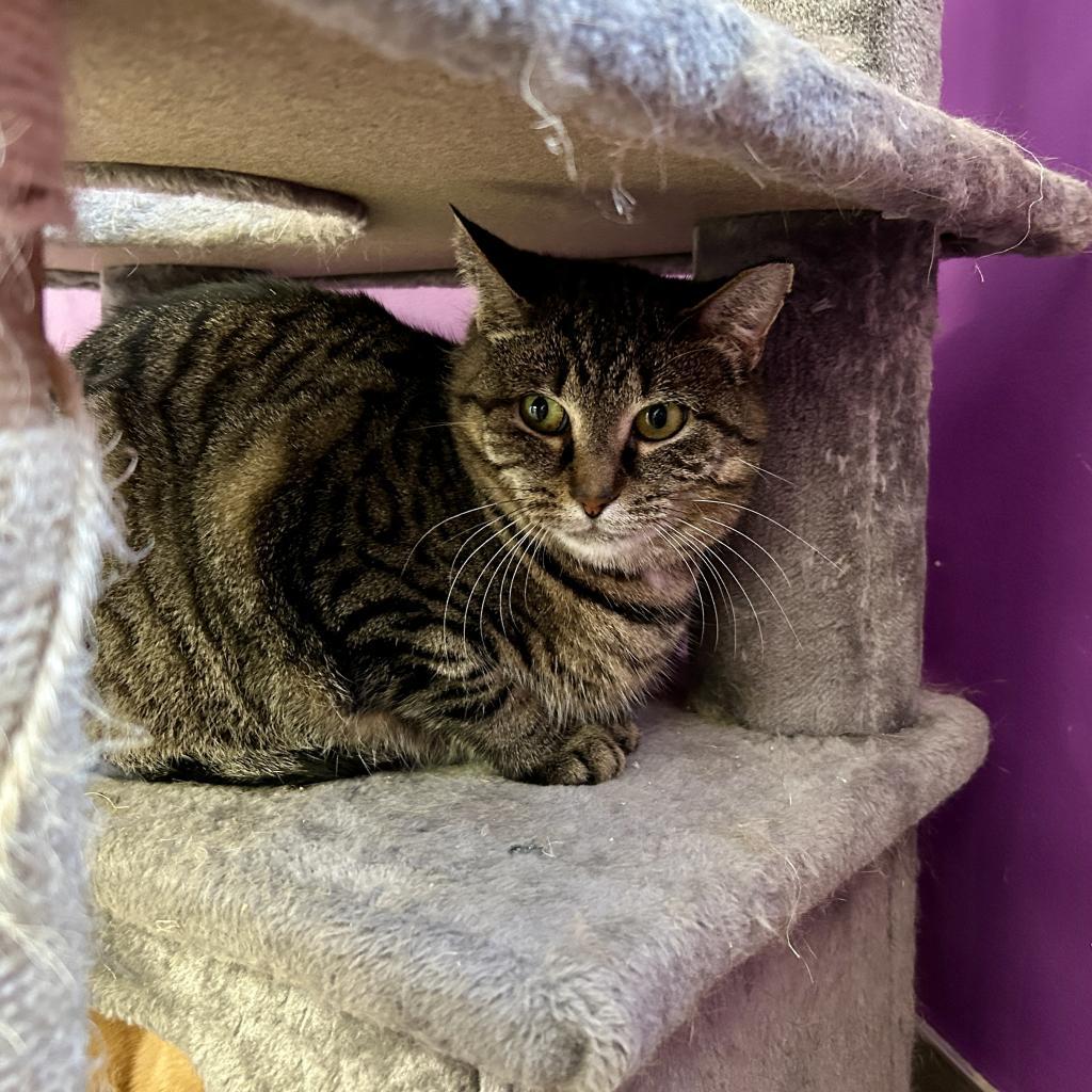 Elkdale, an adoptable Domestic Short Hair in Hamburg, NY, 14075 | Photo Image 1