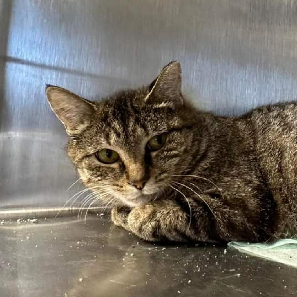 Elkdale, an adoptable Domestic Short Hair in Hamburg, NY, 14075 | Photo Image 2