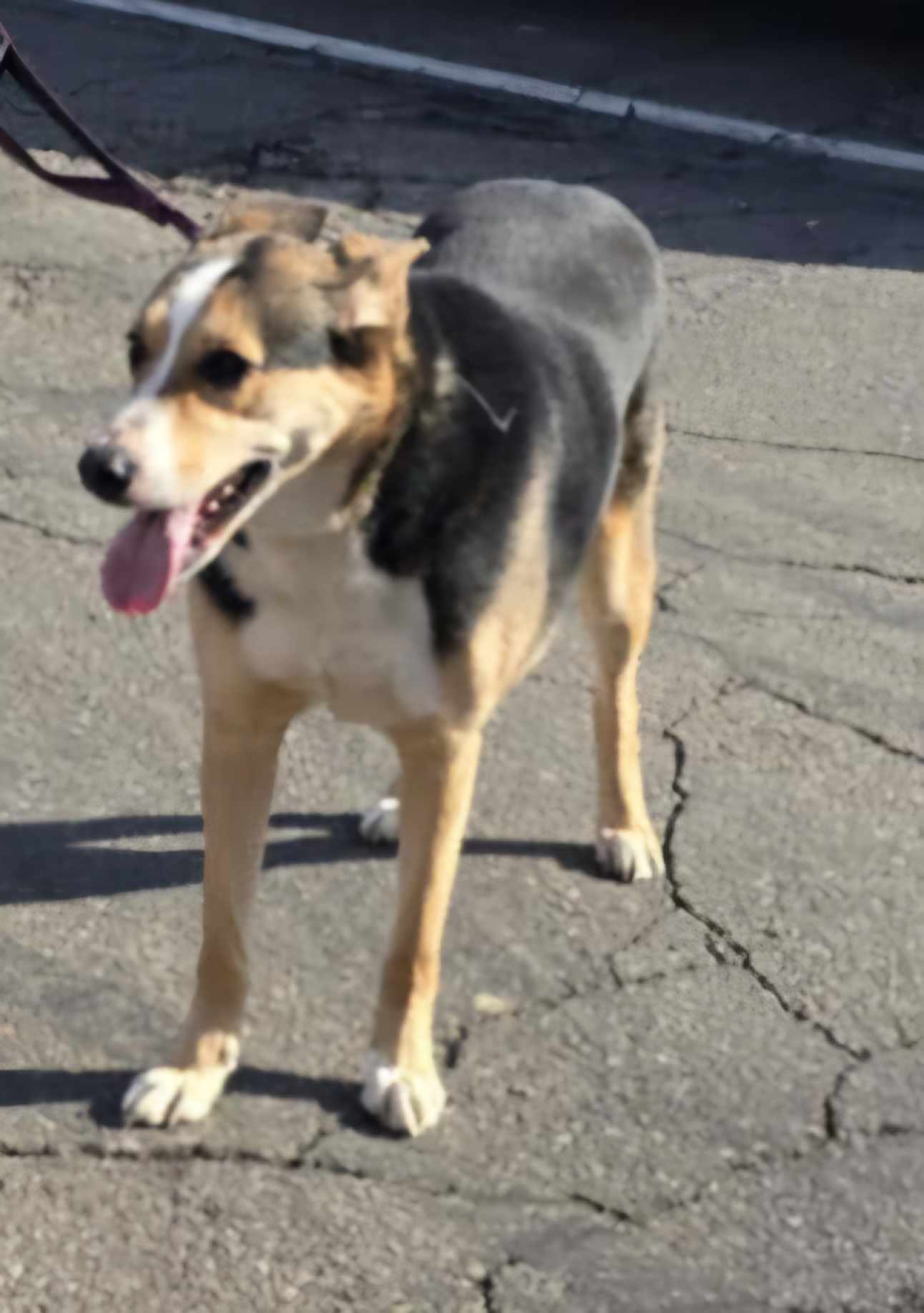 Sophie Meg *FTA*, an adoptable Shepherd, Hound in Ashville, OH, 43103 | Photo Image 1