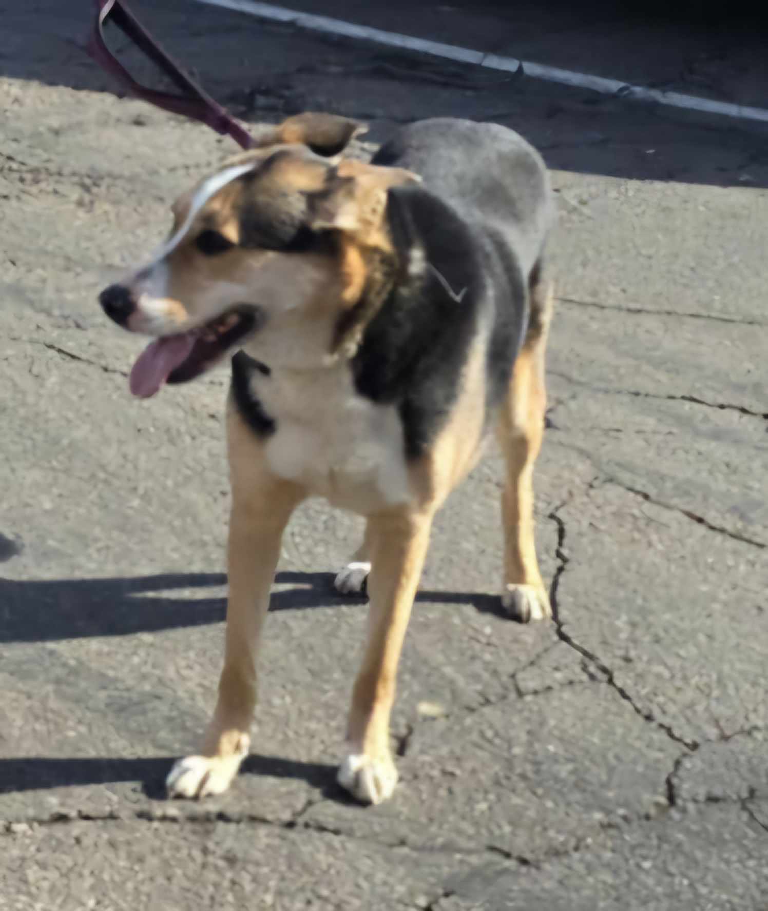 Sophie Meg *FTA*, an adoptable Shepherd, Hound in Ashville, OH, 43103 | Photo Image 2