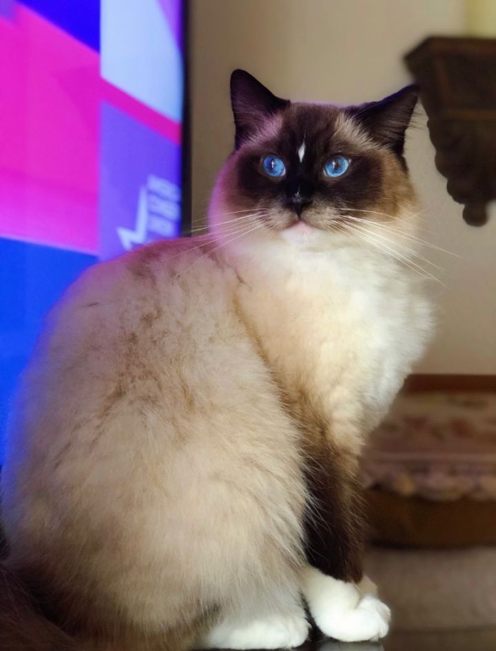 Teddy (bonded with Vivie), an adoptable Ragdoll in Beverly Hills, CA_image-1