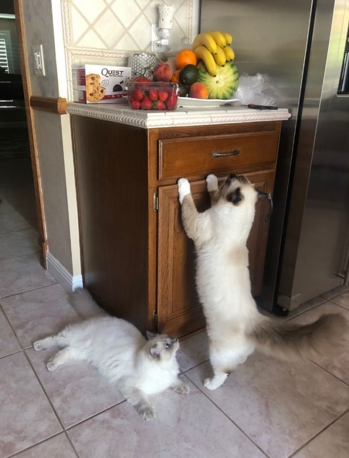 Teddy (bonded with Vivie), an adoptable Ragdoll in Beverly Hills, CA_image-3