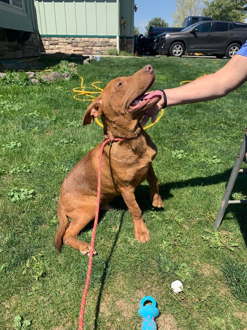 Dog for adoption Bo 2, a Labrador Retriever Mix in Kuna, ID Petfinder