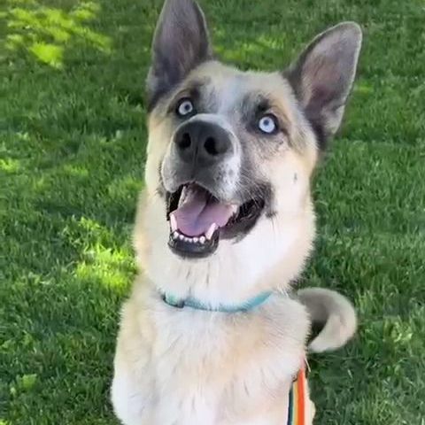 Leo, an adoptable German Shepherd Dog & Siberian Husky Mix in Palmdale, CA_image-1