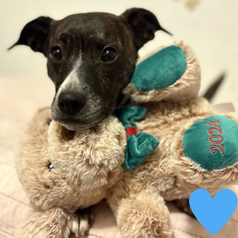 Estelle, an adoptable Mixed Breed in Chicago, IL, 60647 | Photo Image 1
