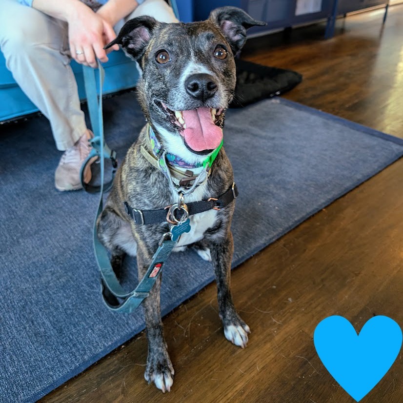Estelle, an adoptable Mixed Breed in Chicago, IL, 60647 | Photo Image 1