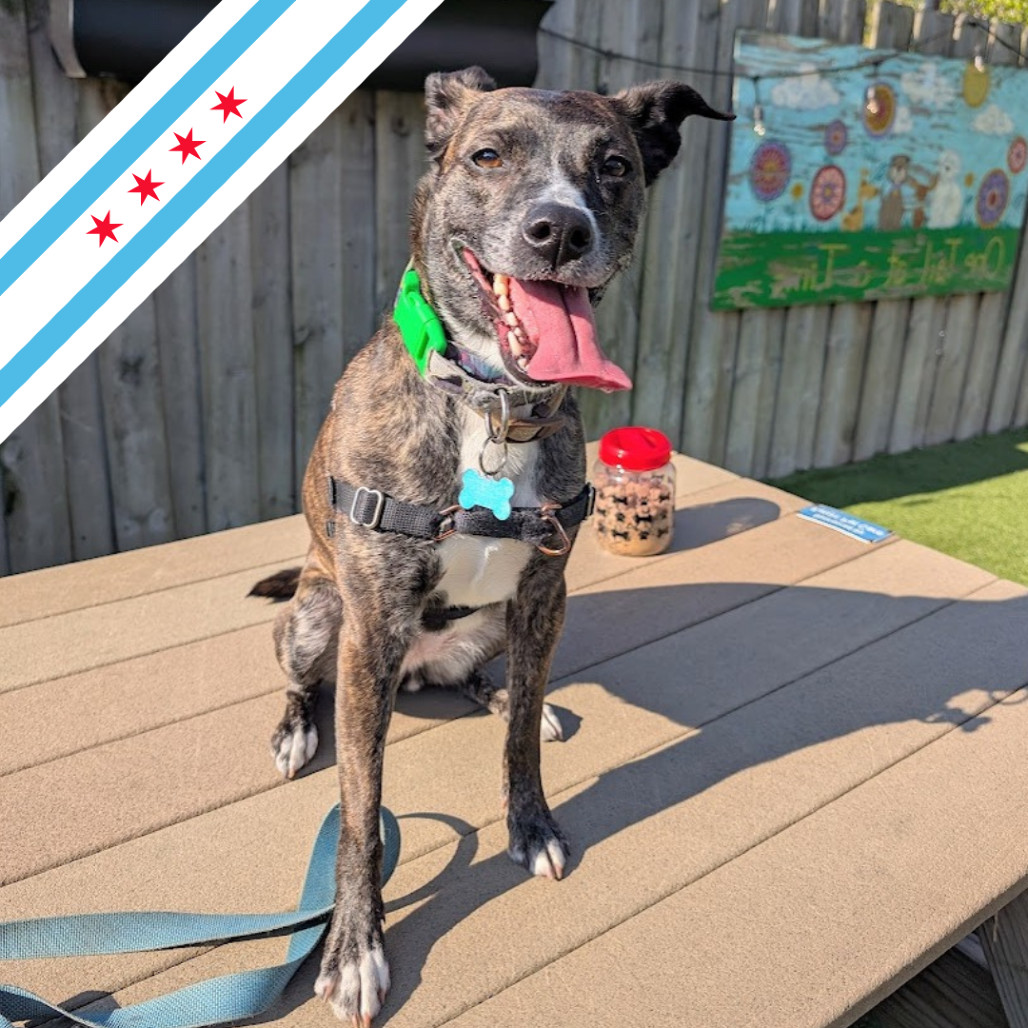Estelle, an adoptable Australian Cattle Dog / Blue Heeler, Toy Fox Terrier in Chicago, IL, 60647 | Photo Image 1