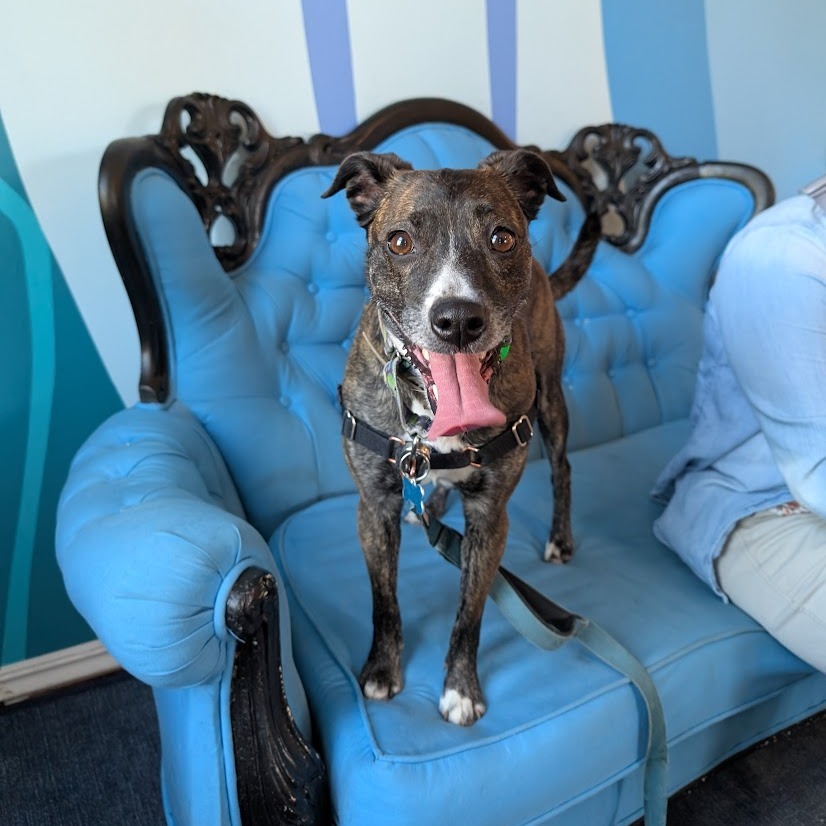 Estelle, an adoptable Australian Cattle Dog / Blue Heeler, Toy Fox Terrier in Chicago, IL, 60647 | Photo Image 1