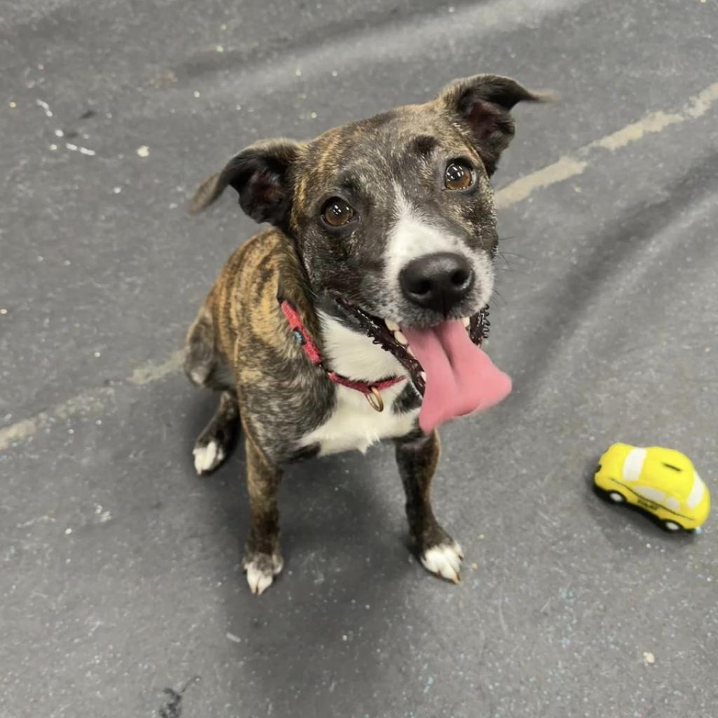 Estelle, an adoptable Mixed Breed in Chicago, IL, 60647 | Photo Image 2