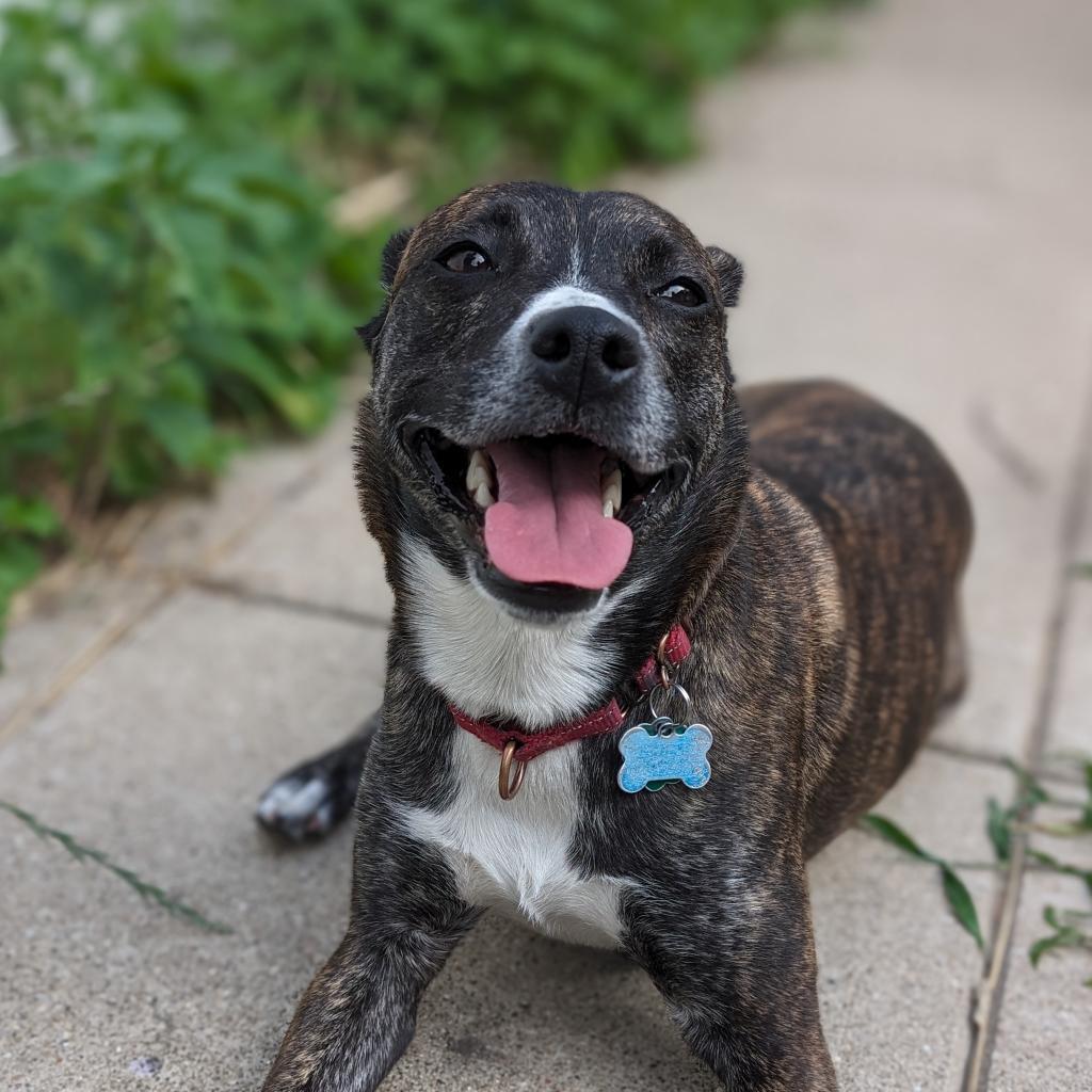 Estelle, an adoptable Australian Cattle Dog / Blue Heeler, Toy Fox Terrier in Chicago, IL, 60647 | Photo Image 2