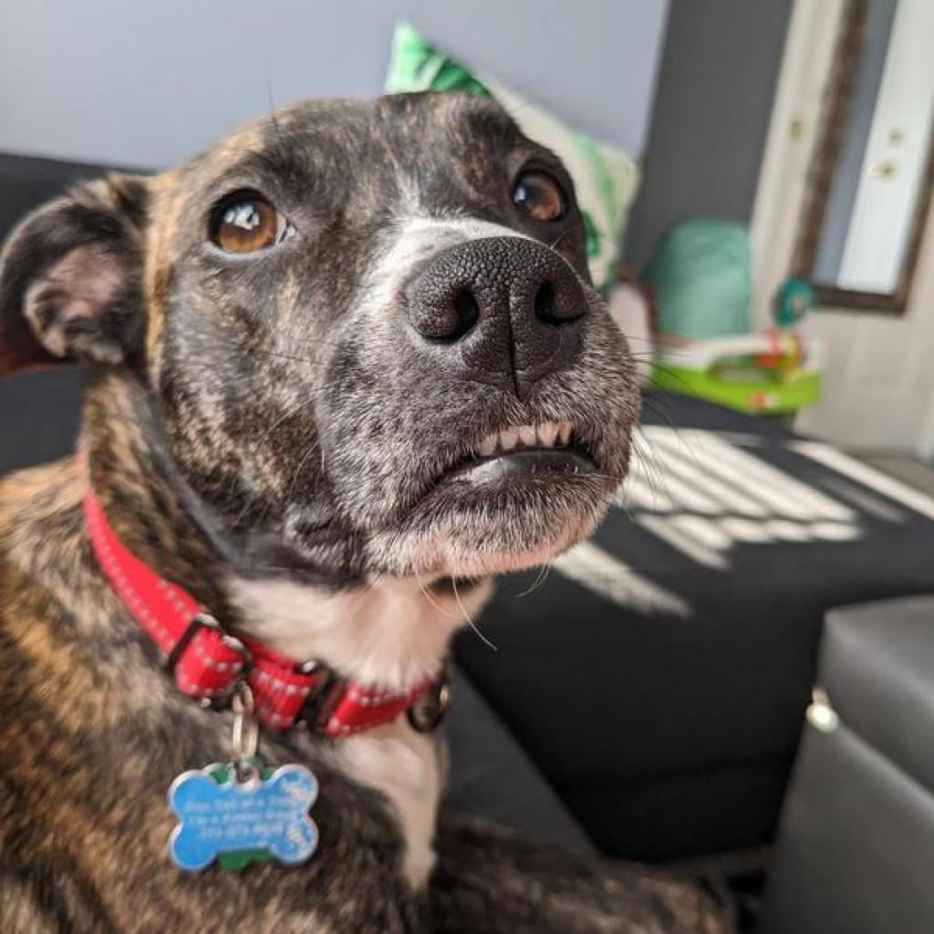 Estelle, an adoptable Australian Cattle Dog / Blue Heeler, Toy Fox Terrier in Chicago, IL, 60647 | Photo Image 3