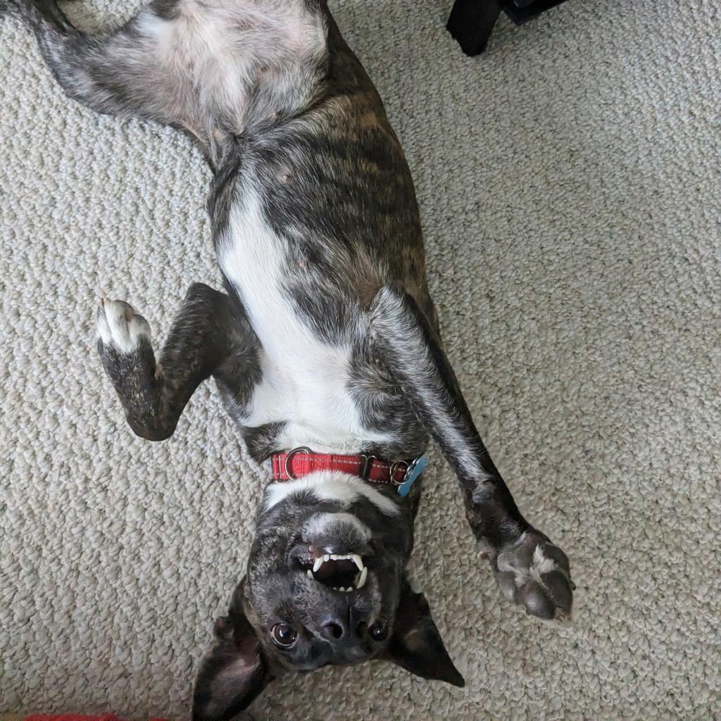 Estelle, an adoptable Australian Cattle Dog / Blue Heeler, Toy Fox Terrier in Chicago, IL, 60647 | Photo Image 4