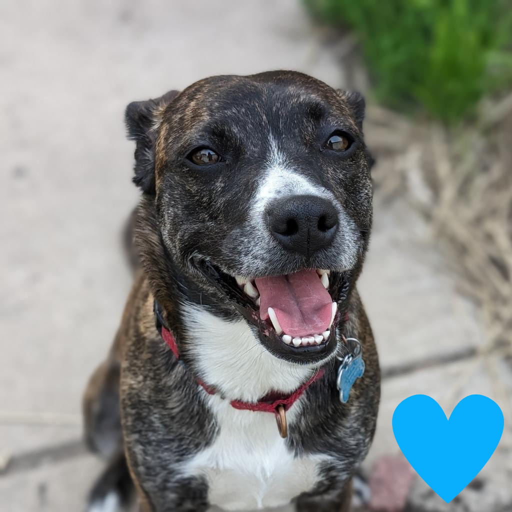 Estelle, an adoptable Australian Cattle Dog / Blue Heeler, Toy Fox Terrier in Chicago, IL, 60647 | Photo Image 5
