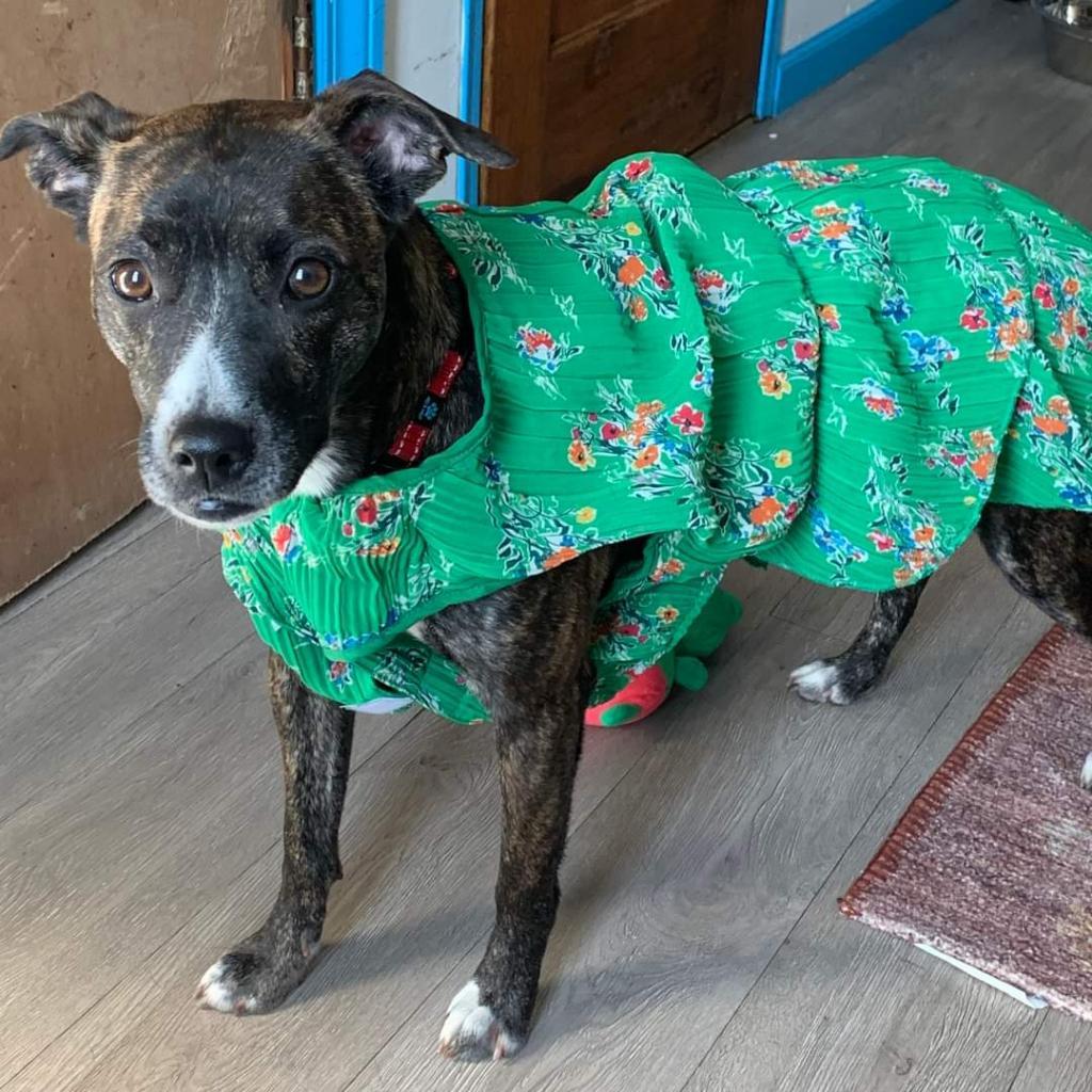 Estelle, an adoptable Mixed Breed in Chicago, IL, 60647 | Photo Image 6