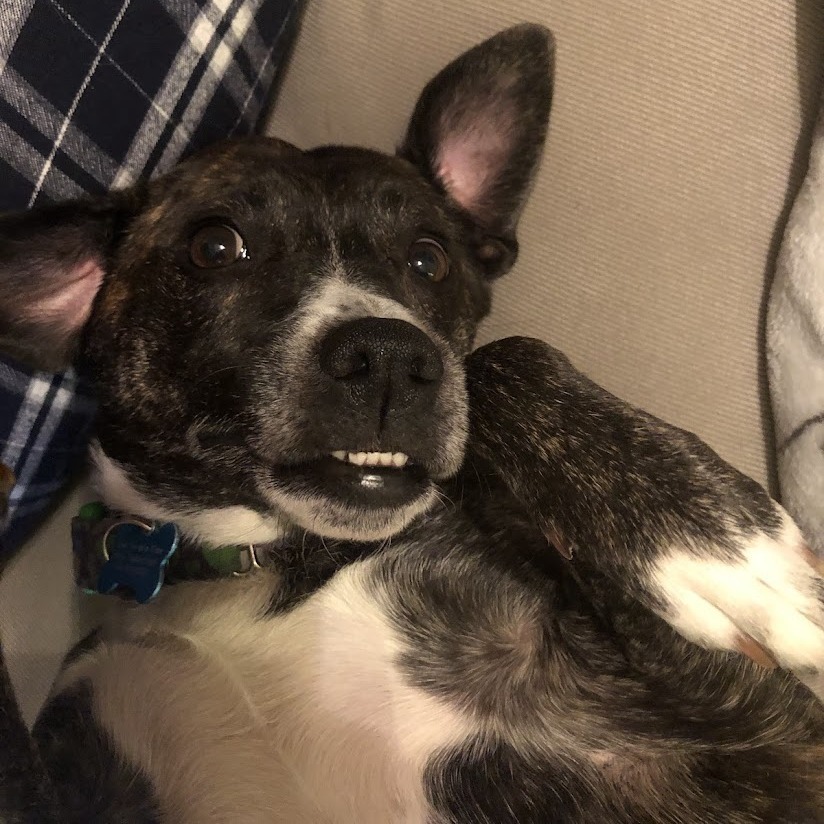 Estelle, an adoptable Australian Cattle Dog / Blue Heeler, Toy Fox Terrier in Chicago, IL, 60647 | Photo Image 6