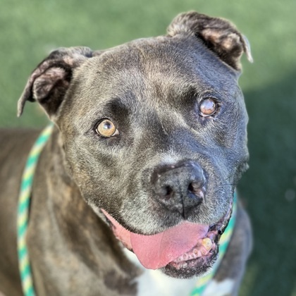 Dog for adoption - DOUGH BOY, a Pit Bull Terrier in Sacramento, CA ...