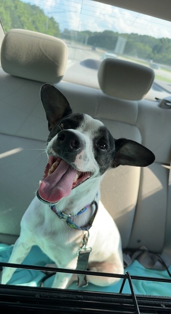 Ben, an adoptable Jack Russell Terrier, Feist in Alexandria, VA, 22314 | Photo Image 5