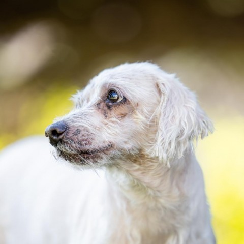 Beatrice (Queenie), an adoptable Poodle in Morrison, CO, 80465 | Photo Image 1