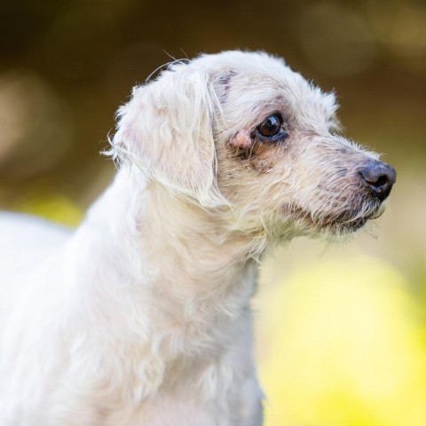 Beatrice (Queenie), an adoptable Poodle in Morrison, CO, 80465 | Photo Image 4