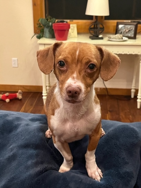 Peanut 4