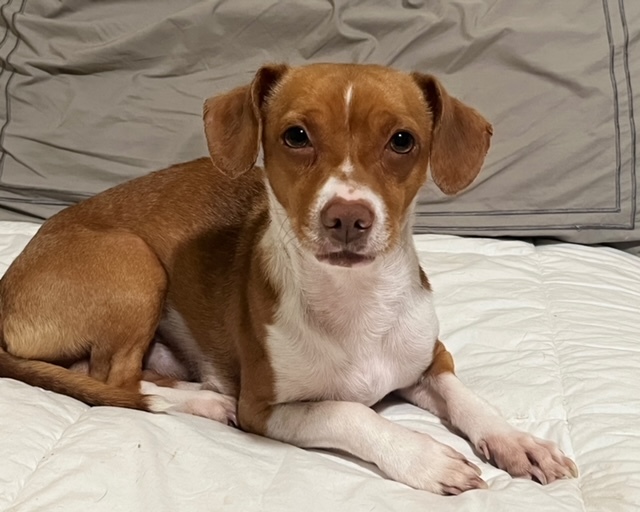 Peanut 1