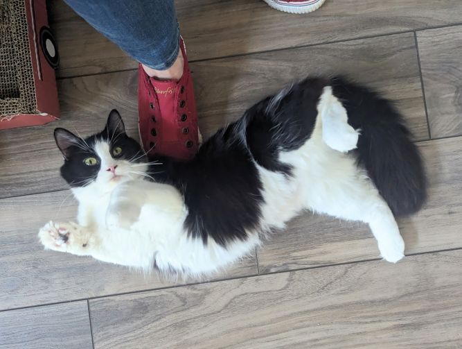 Izzy - FOSTER OR HOME NEEDED!