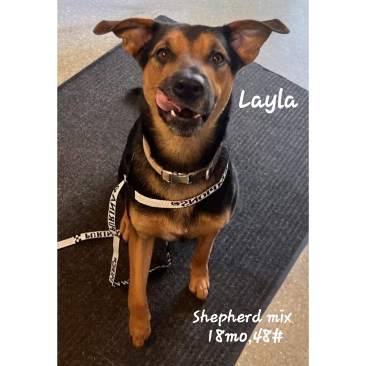 Layla, an adoptable Shepherd Mix in Warren, OH_image-2