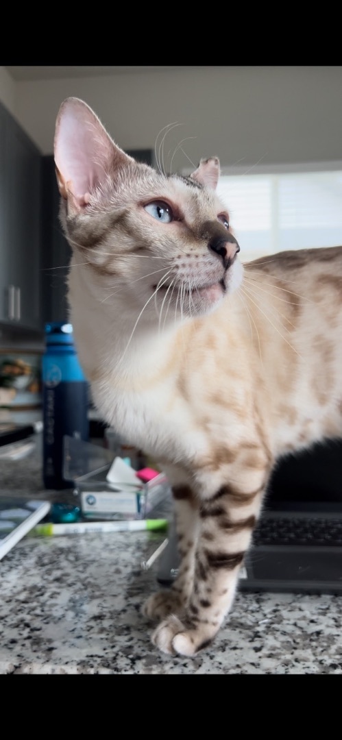 Scarlett, an adoptable Bengal in Fort Worth, TX_image-4