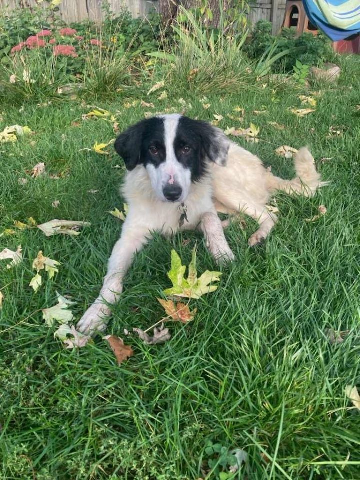 Jack, an adoptable Border Collie & Spaniel Mix in Crystal, MN_image-1