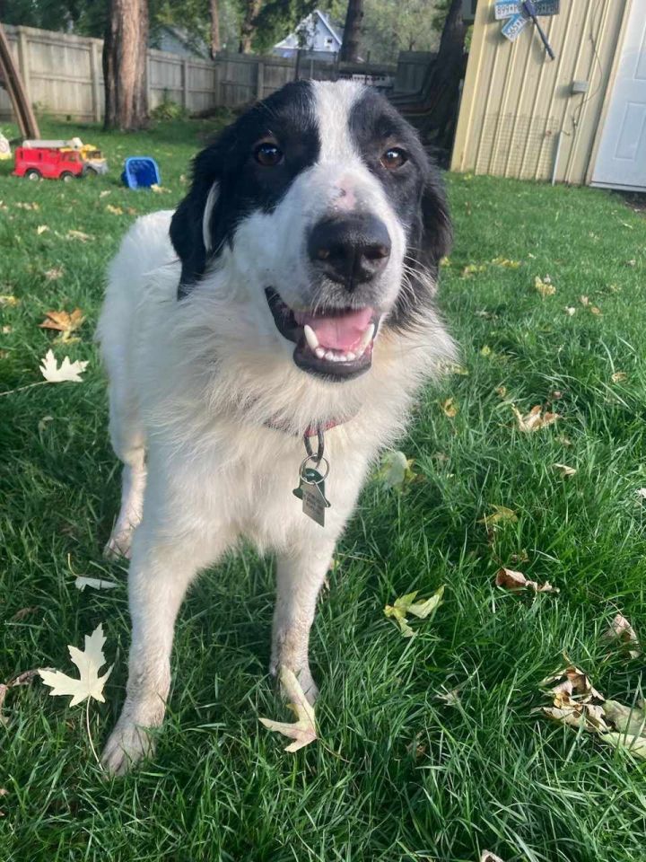 Jack, an adoptable Border Collie & Spaniel Mix in Crystal, MN_image-2