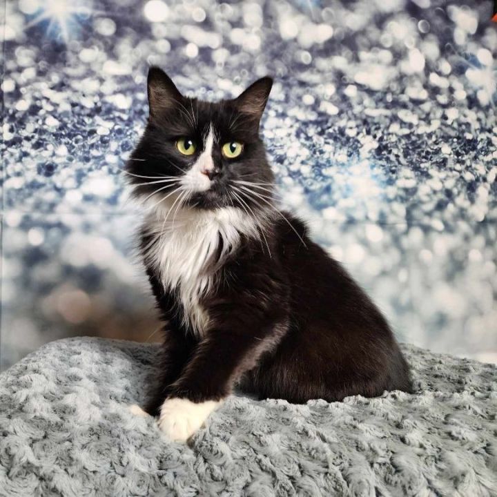 Baybee, an adoptable Domestic Long Hair & Tuxedo Mix in Greensburg, PA_image-1