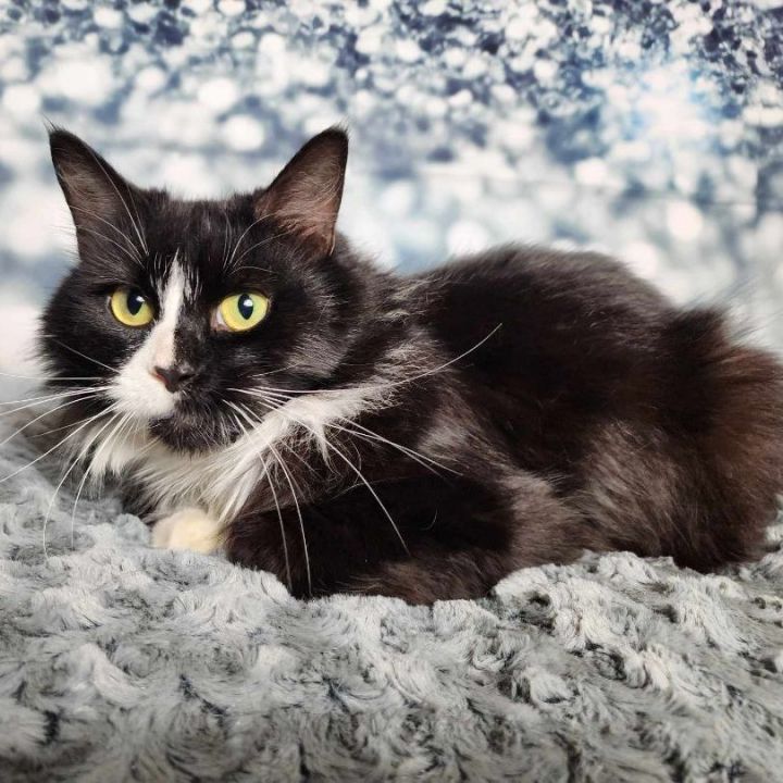 Baybee, an adoptable Domestic Long Hair & Tuxedo Mix in Greensburg, PA_image-2