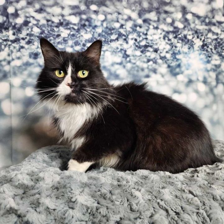 Baybee, an adoptable Domestic Long Hair & Tuxedo Mix in Greensburg, PA_image-3