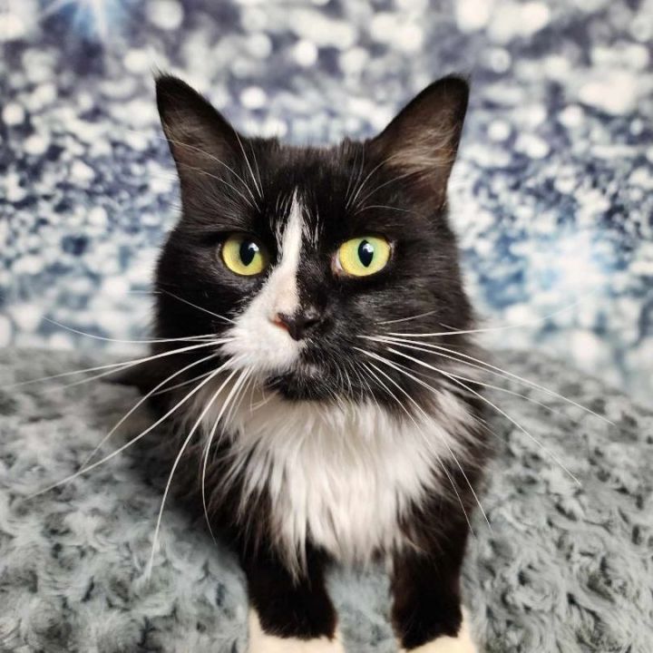 Baybee, an adoptable Domestic Long Hair & Tuxedo Mix in Greensburg, PA_image-4