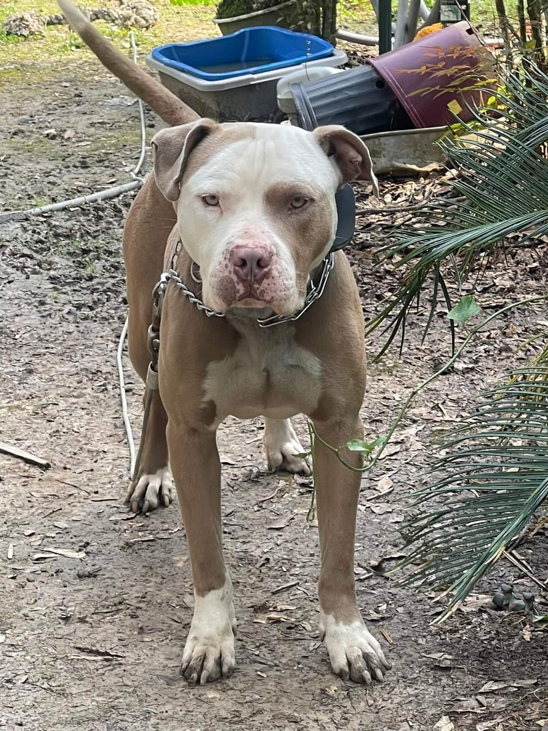 Champagne best sale fawn pitbull