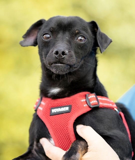 Lucky, an adoptable Chihuahua in Garner, NC, 27529 | Photo Image 1