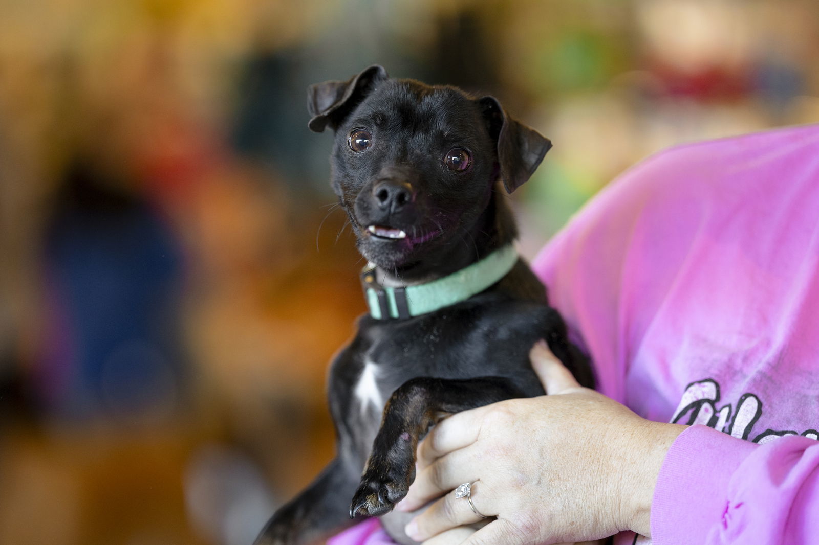 Lucky, an adoptable Chihuahua in Garner, NC, 27529 | Photo Image 1