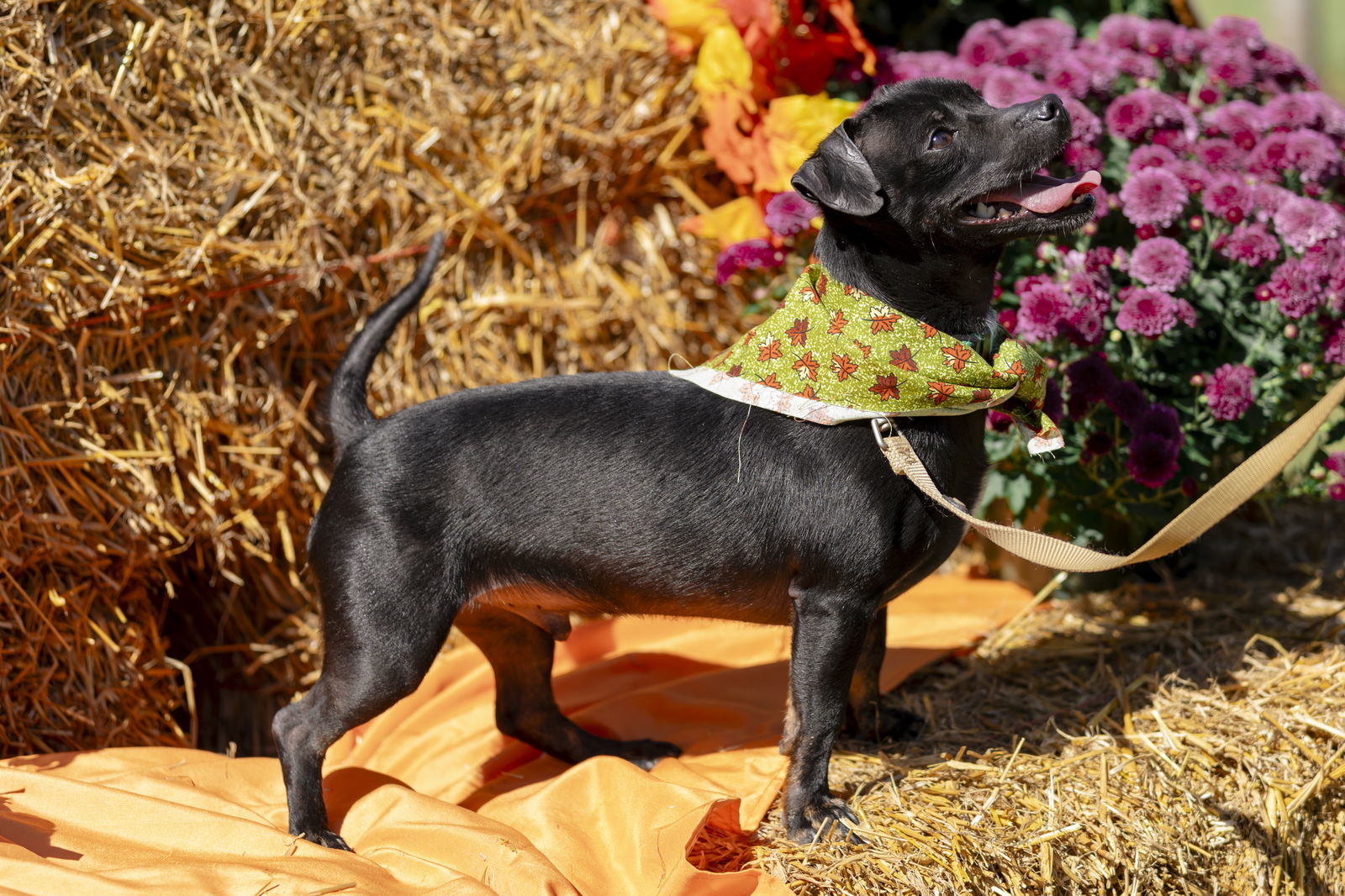 Lucky, an adoptable Chihuahua in Garner, NC, 27529 | Photo Image 1