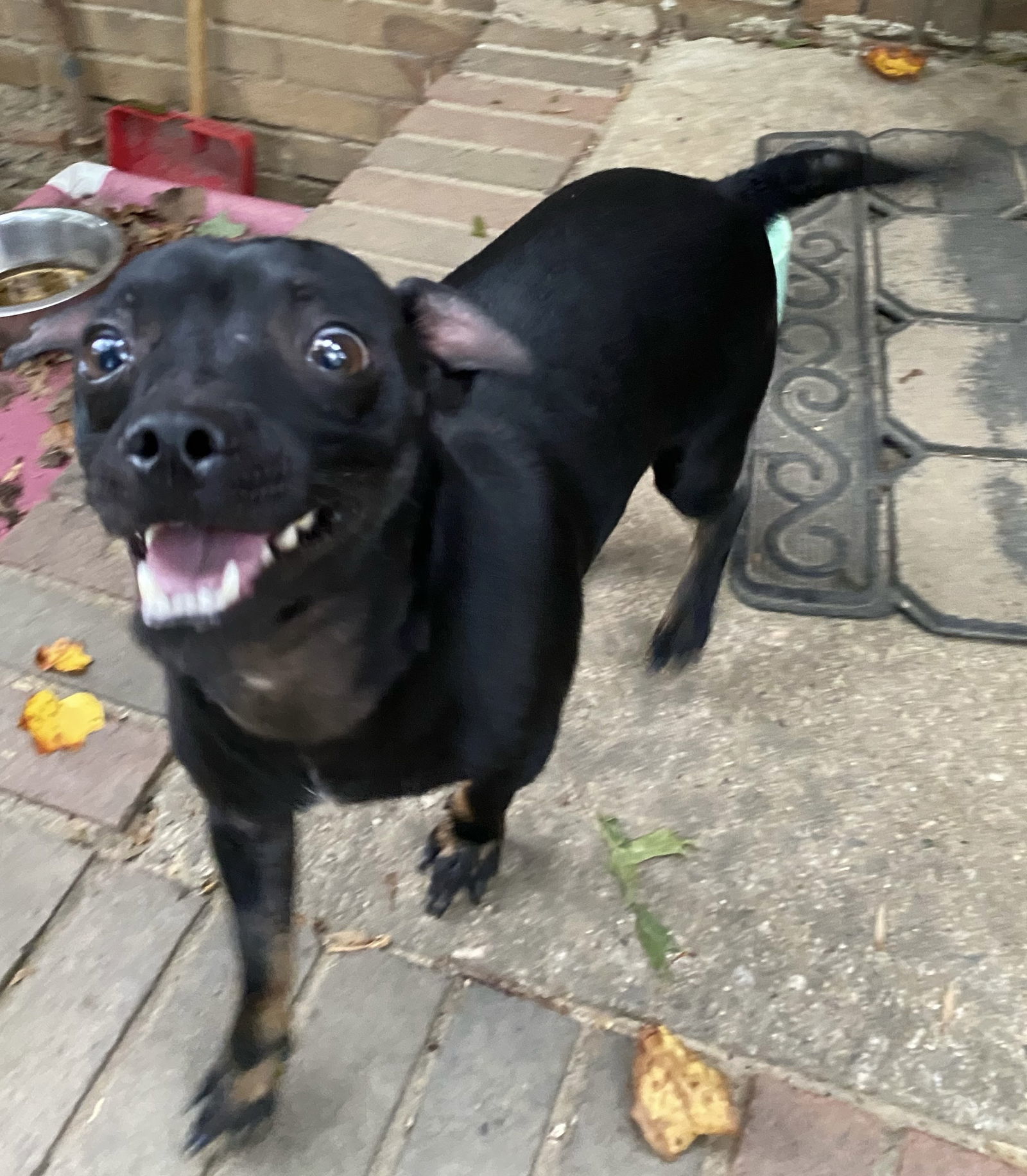 Lucky, an adoptable Chihuahua in Garner, NC, 27529 | Photo Image 2