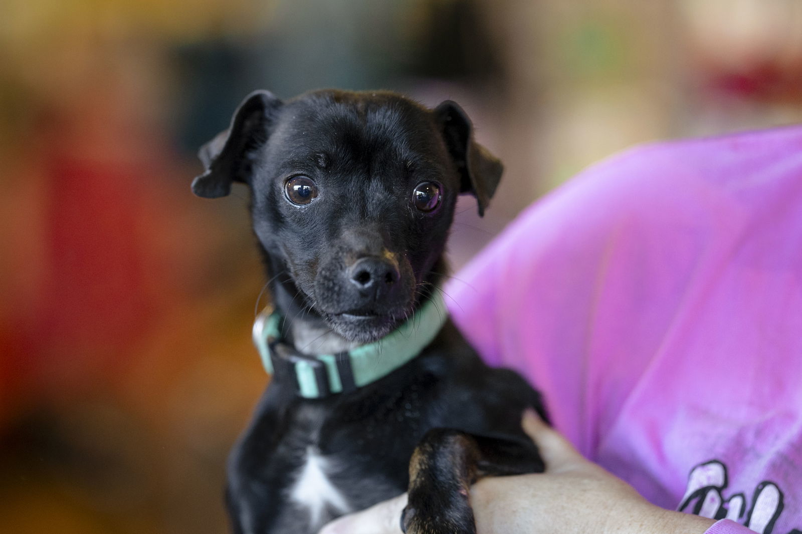 Lucky, an adoptable Chihuahua in Garner, NC, 27529 | Photo Image 2
