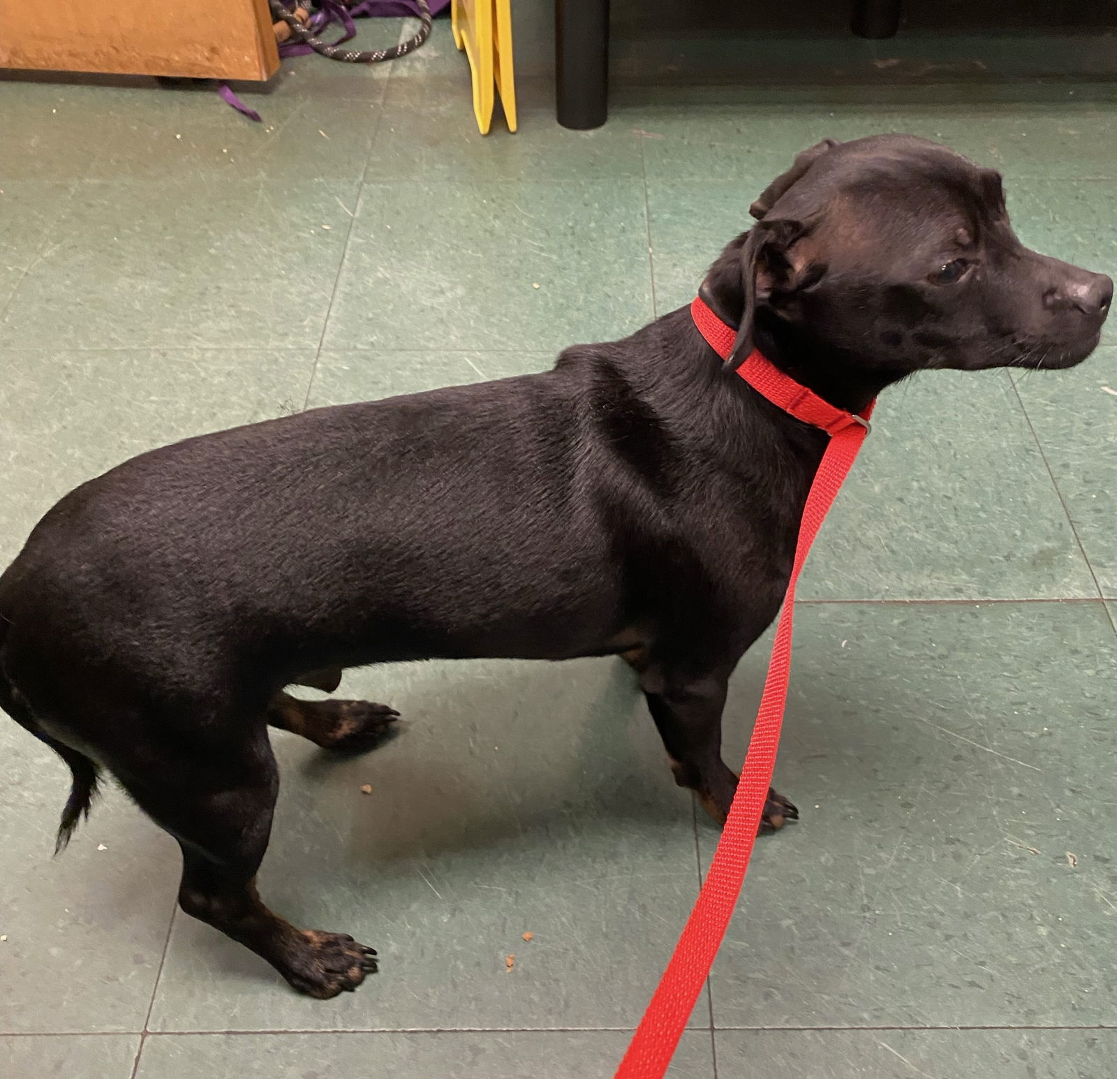 Lucky, an adoptable Chihuahua in Garner, NC, 27529 | Photo Image 3