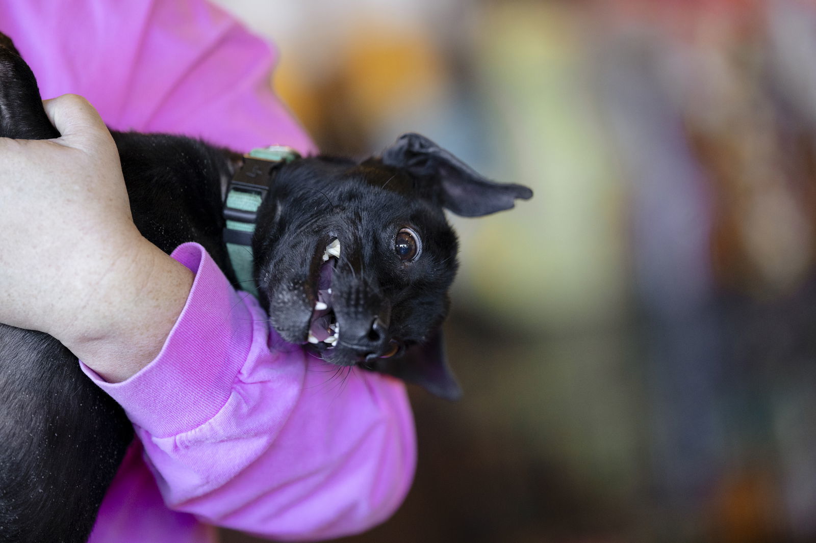 Lucky, an adoptable Chihuahua in Garner, NC, 27529 | Photo Image 3