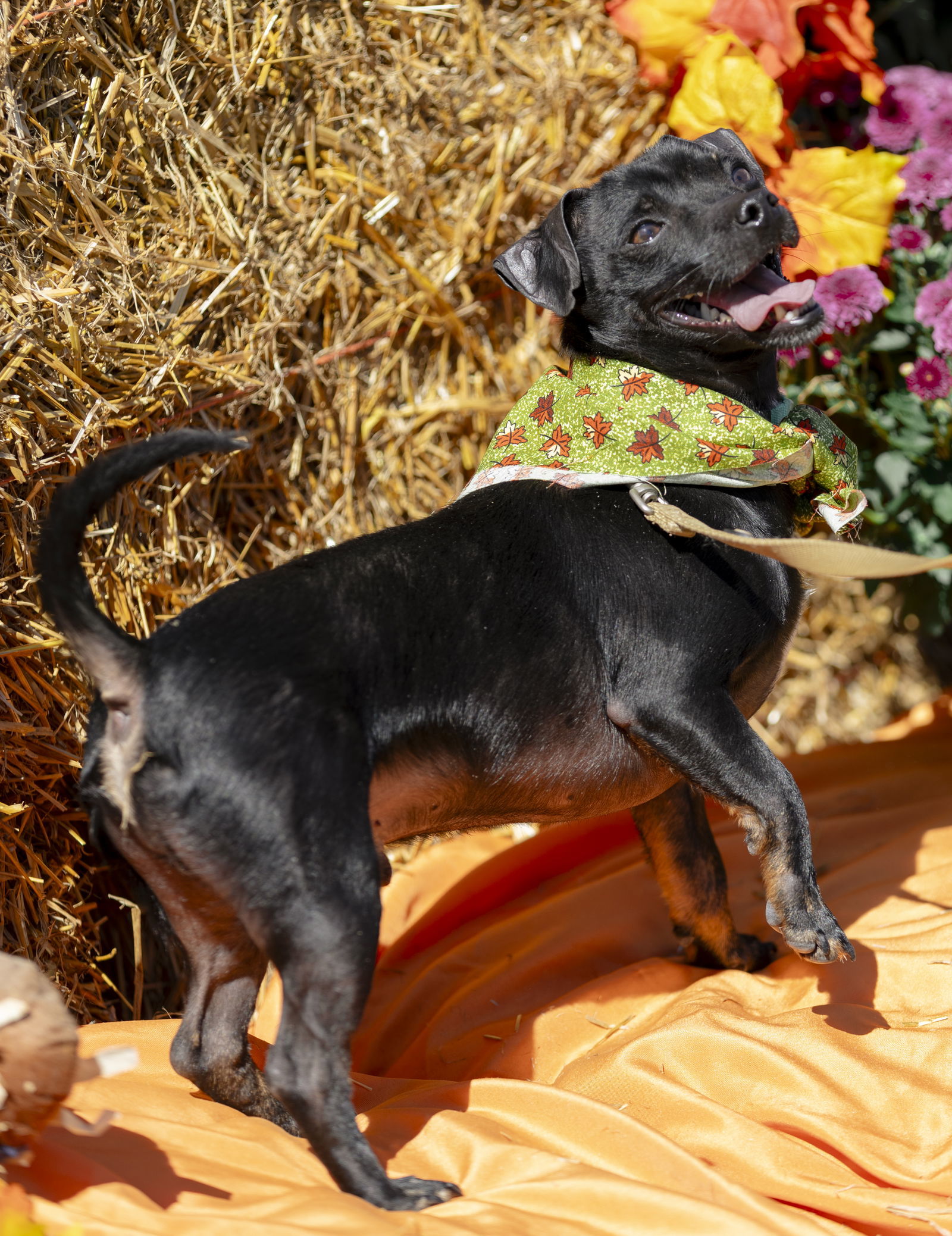Lucky, an adoptable Chihuahua in Garner, NC, 27529 | Photo Image 3