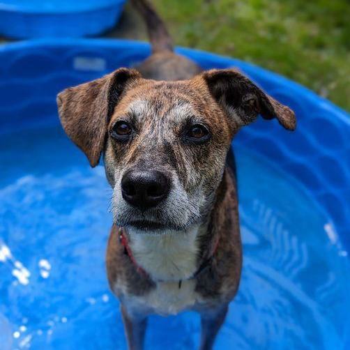 Angel, an adoptable Mixed Breed in Brunswick, ME_image-2