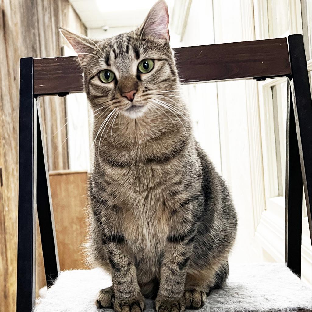 Little Bear, an adoptable Domestic Short Hair in Mount Juliet, TN, 37122 | Photo Image 1