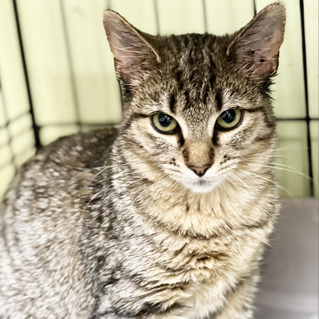Little Bear, an adoptable Domestic Short Hair in Mount Juliet, TN, 37122 | Photo Image 2