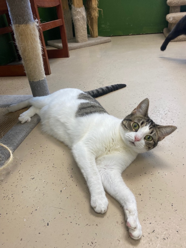 Maggie, an adoptable Domestic Short Hair in West Union, OH, 45693 | Photo Image 1