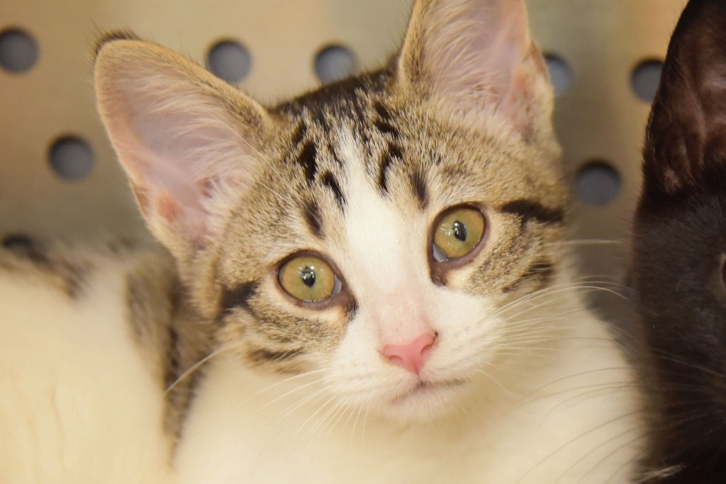 Maggie, an adoptable Domestic Short Hair in West Union, OH, 45693 | Photo Image 2